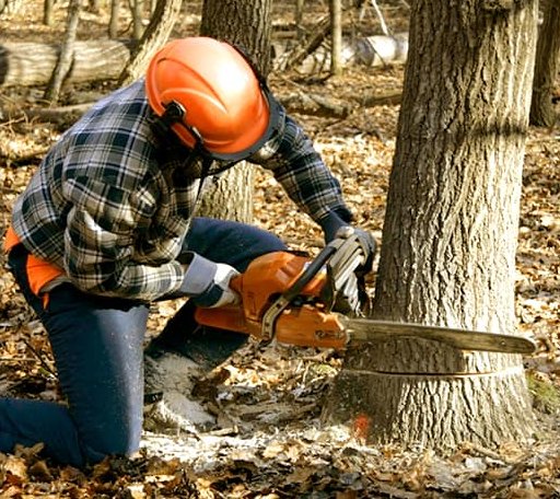 Tree Removal in Tow, TX